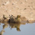 Sand Grouse at water's edge