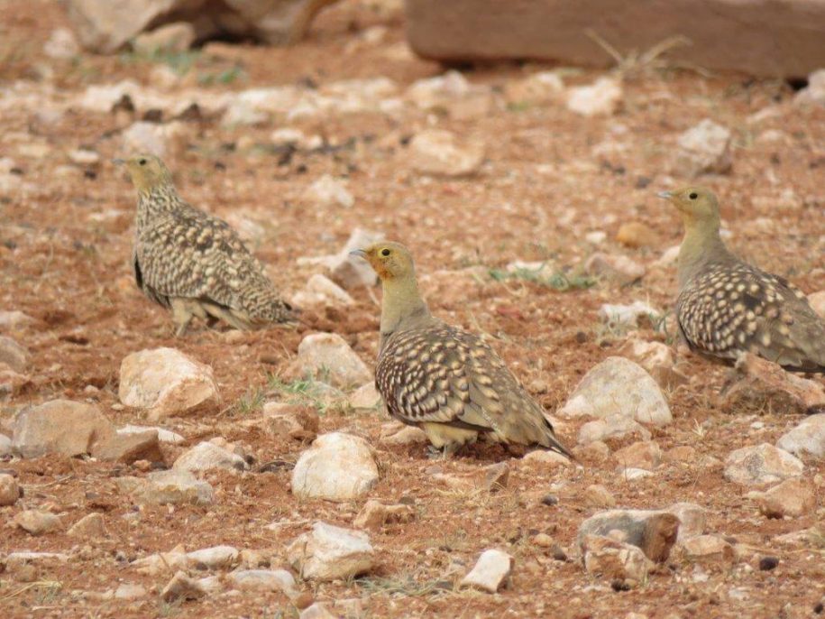 Sand Grouse