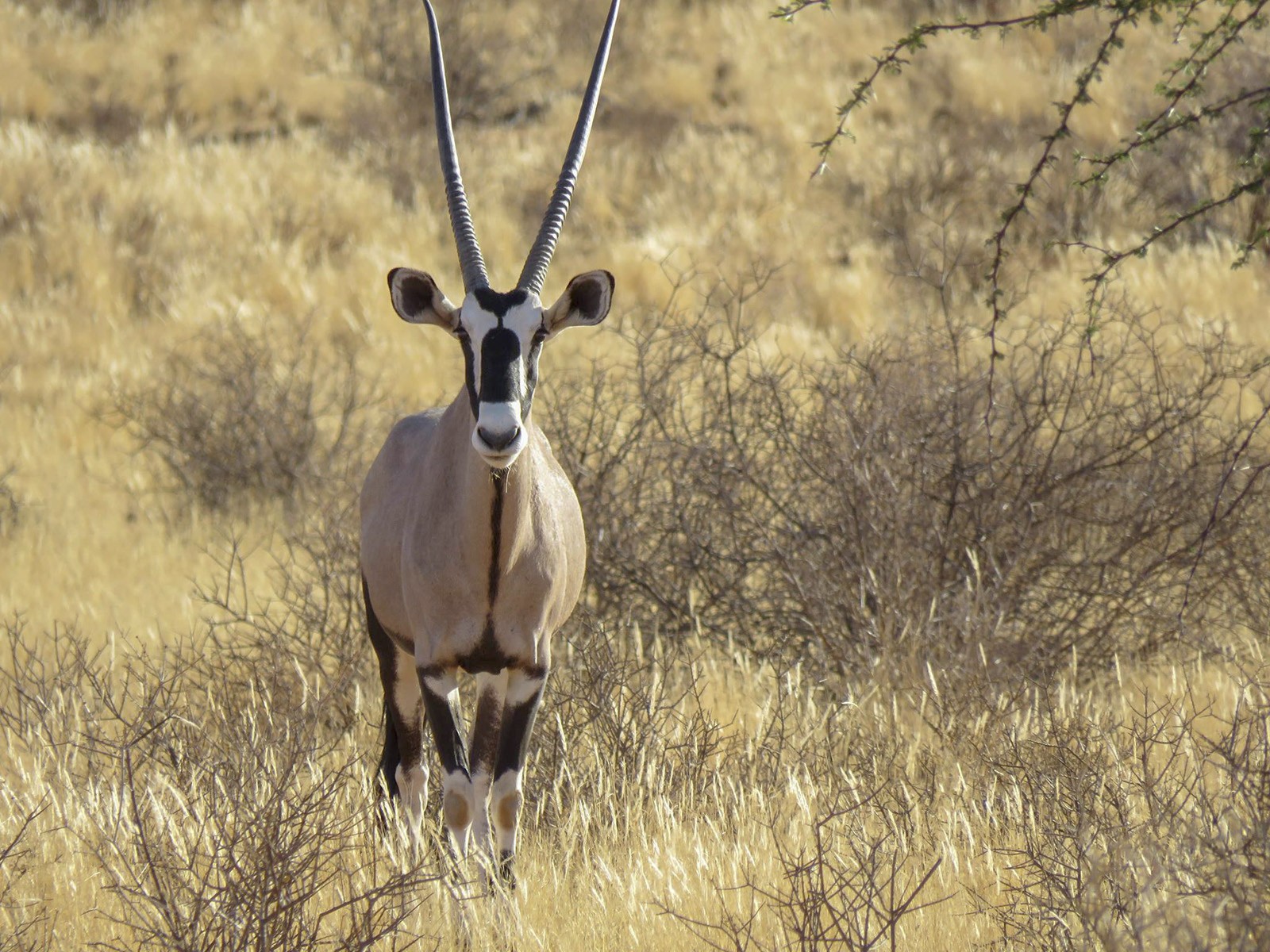 oryx in bushveld