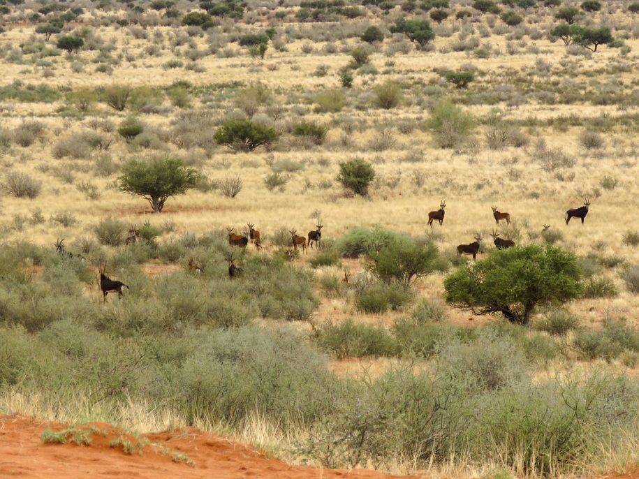 Antelope in bushveld