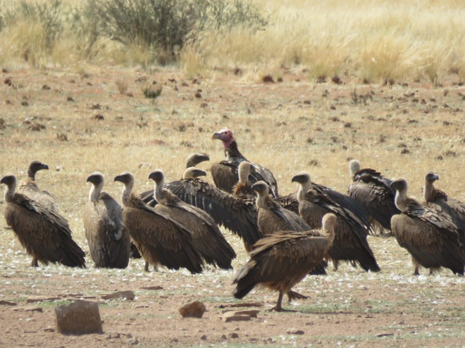 Vultures