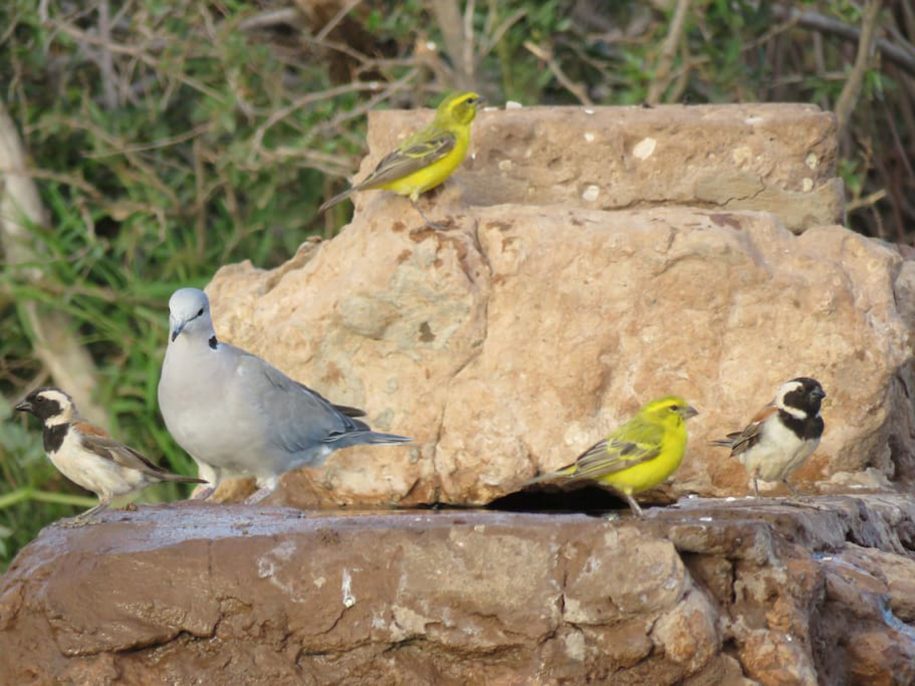 Doves and Finchs